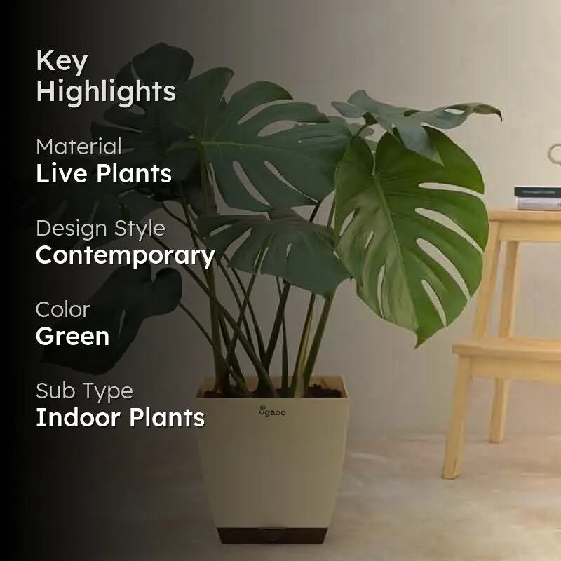 Ugaoo Monstera Deliciosa Plant - 3.1 ft media 2