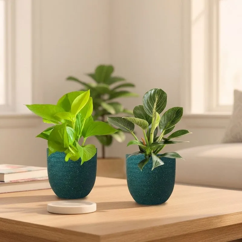 Greenkin Birkin & Golden Pothos Live Plants (Green) - Set Of Two media 1