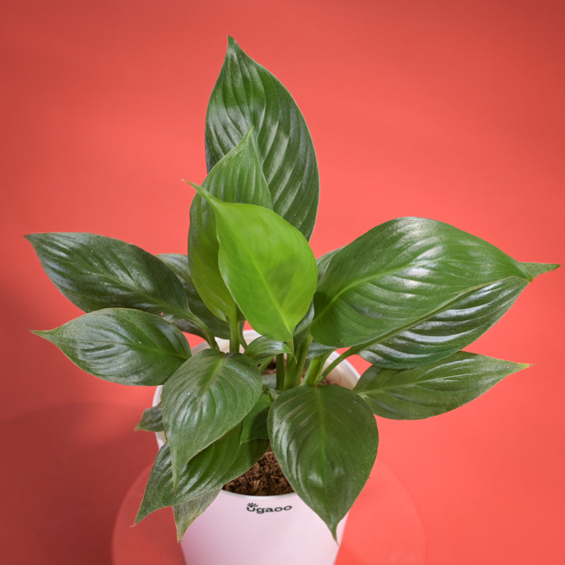 Peace Lily Plant With Self Watering Pot Diwali Gift media 4