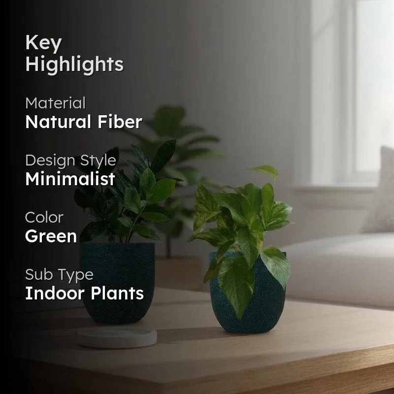 Greenkin ZZ & Gold King Live Plants (Green) - Set Of Two media 2