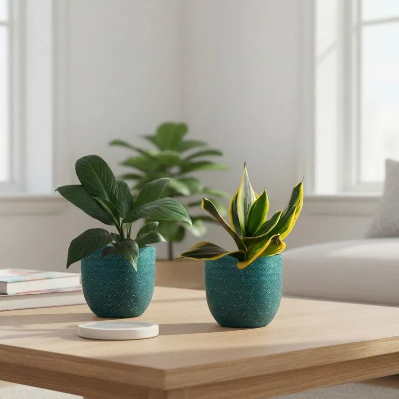 Greenkin Lily & Golden Snake Live Plants (Green) - Set Of Two media 1