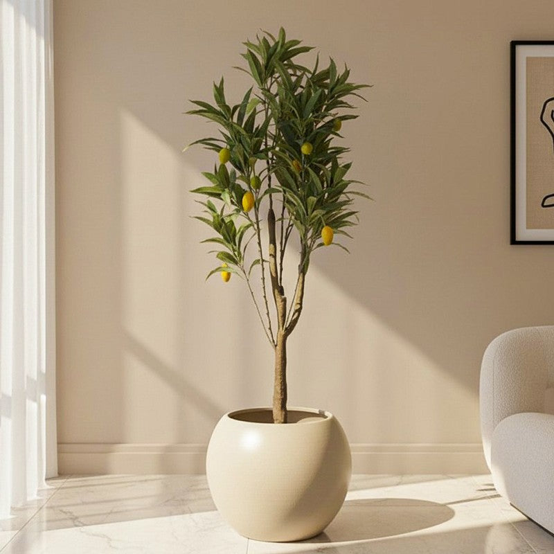 Mango Tree