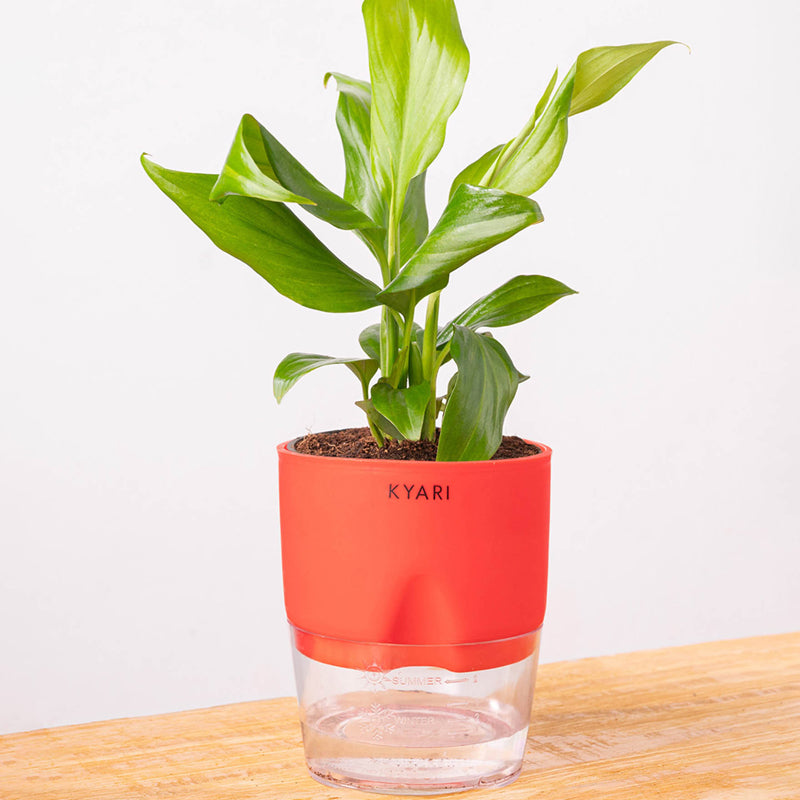 Kyari Peace Lily Plant With Self Watering Pot (Red) - 18 cm media 6