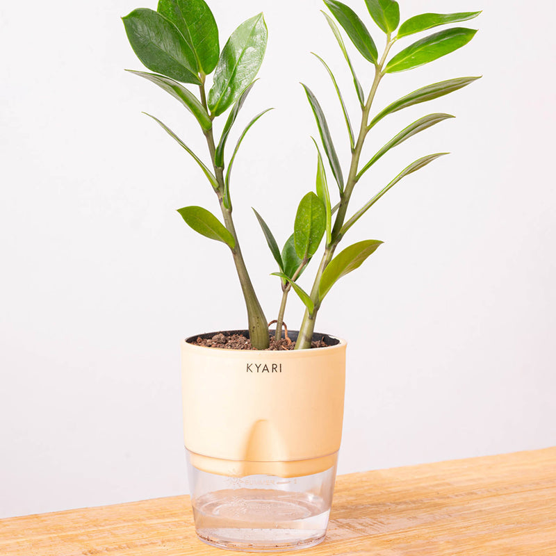 Kyari Zamioculcas Zamiifolia (ZZ) Plant With Self Watering Pot (Ivory) - 18 cm media 6