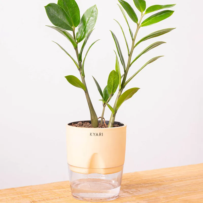 Kyari Zamioculcas Zamiifolia (ZZ) Plant With Self Watering Pot (Ivory) - 18 cm media 6