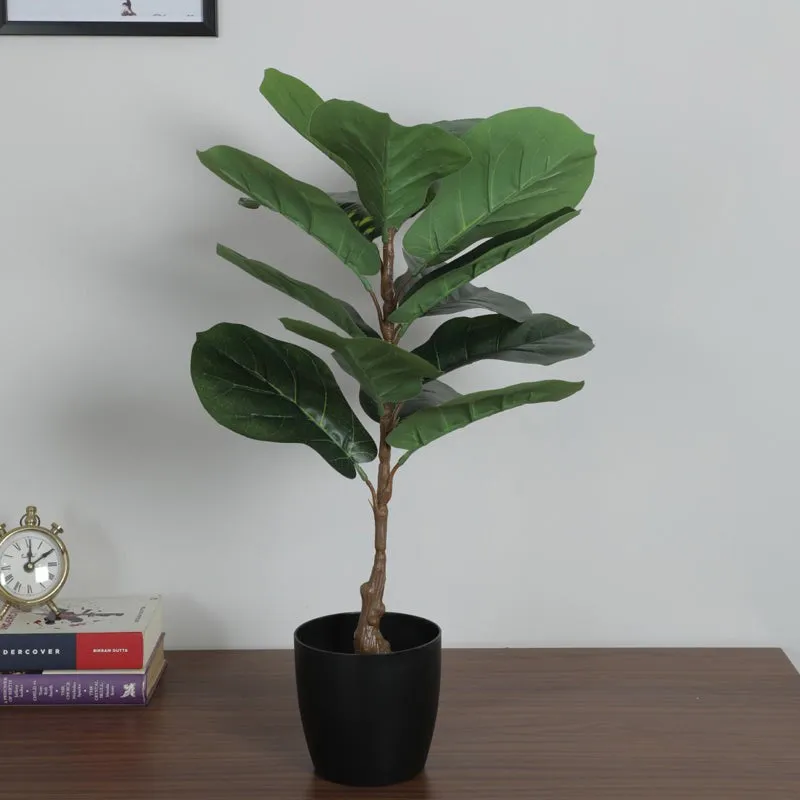 Leafique Artificial Fiddle Leaf Plant With Black Fiber Pot - 1.4 Feet media 5
