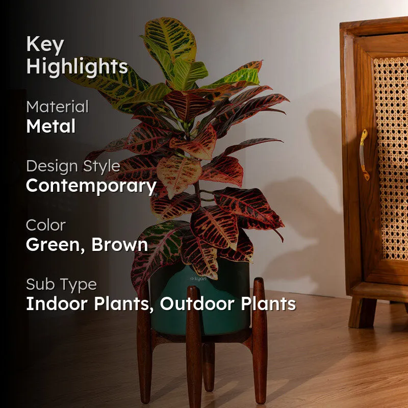 Kyari Croton Petra Plant With Metal Self Watering Pot (Green) media 2