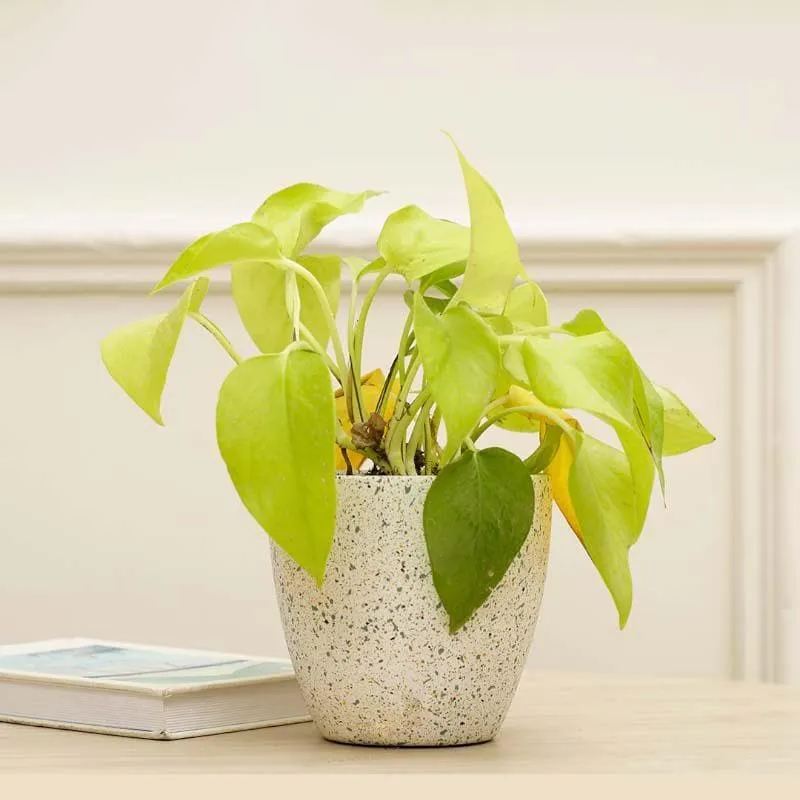 Speckled White Terracotta Pot for Indoor Plants media 3
