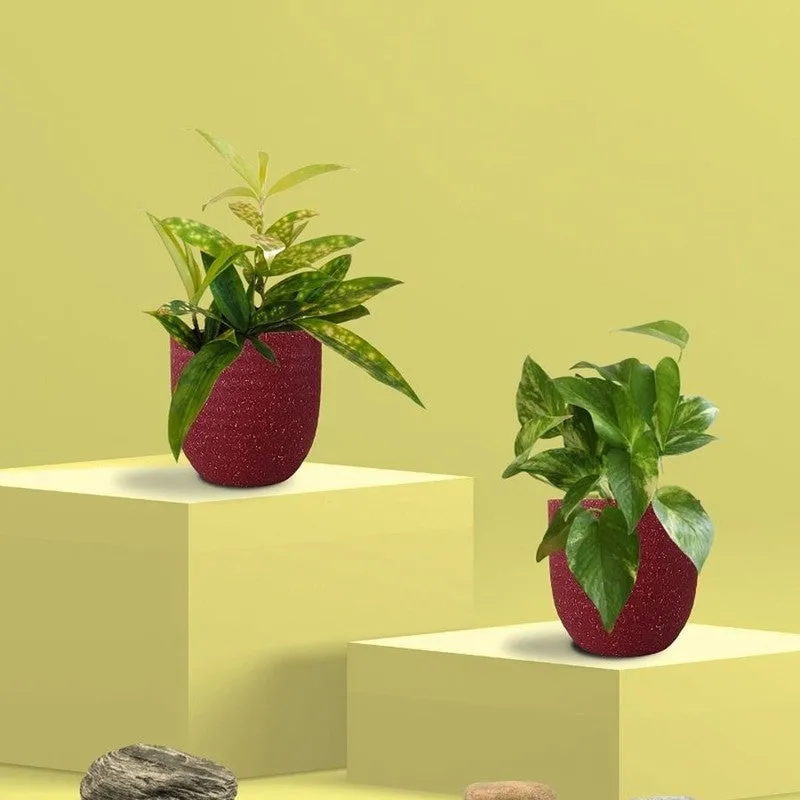 Greenkin Bamboo & Gold King Live Plants (Red) - Set Of Two media 3