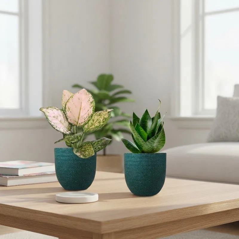 Greenkin Aglaonema Wishes & Snake Live Plants (Green) - Set Of Two media 1