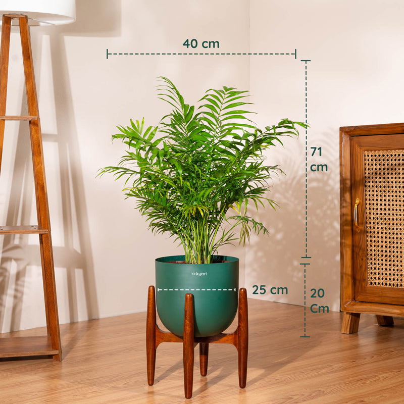 Kyari Areca Palm With Metal Self Watering Pot (Green) - 3 Feet media 5
