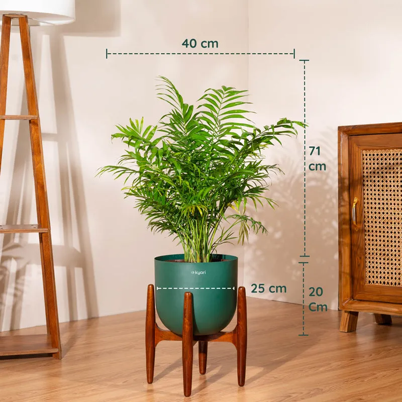 Kyari Areca Palm With Metal Self Watering Pot (Green) - 3 Feet media 5