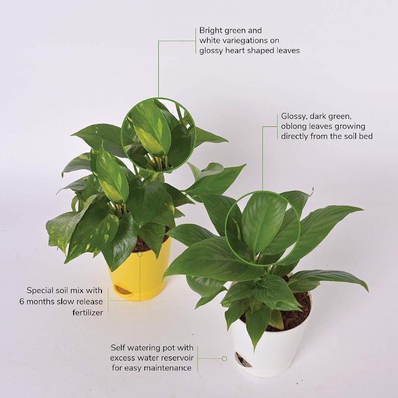 Ugaoo Air Purifier Plants With Pot - Set Of Two media 5