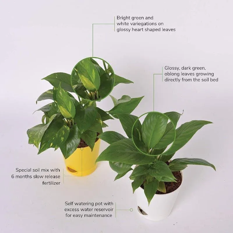 Ugaoo Air Purifier Plants With Pot - Set Of Two media 5