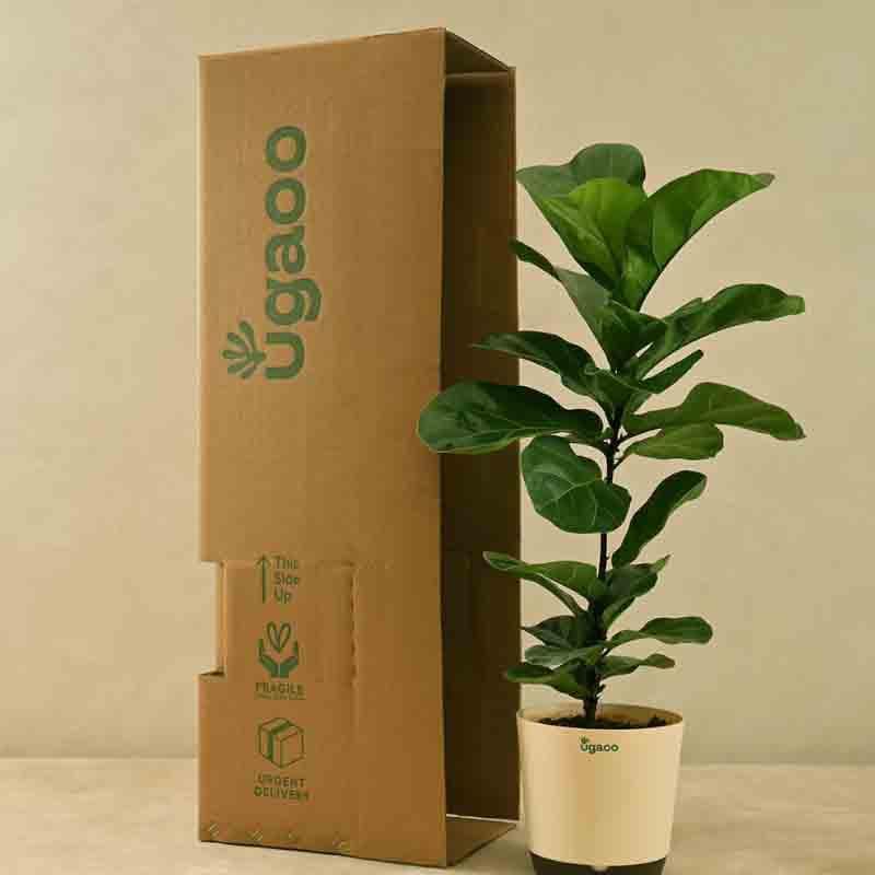 Live Plants