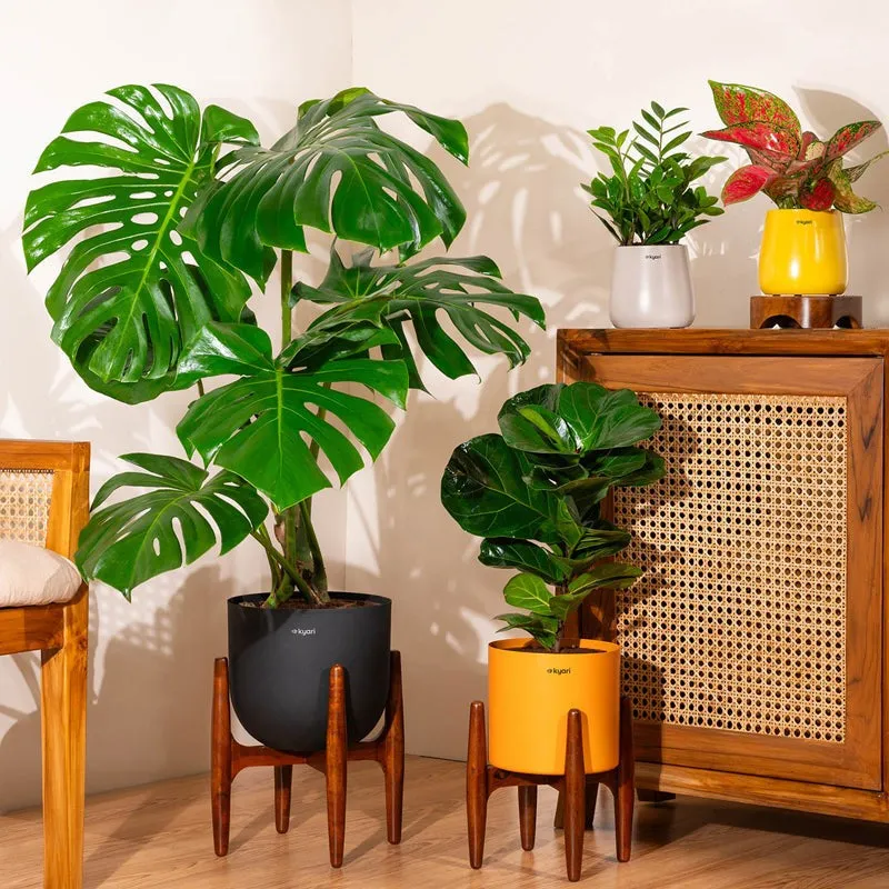 Kyari Monstera Deliciosa Plant With Metal Self Watering Pot (Green) - 3 Feet media 4
