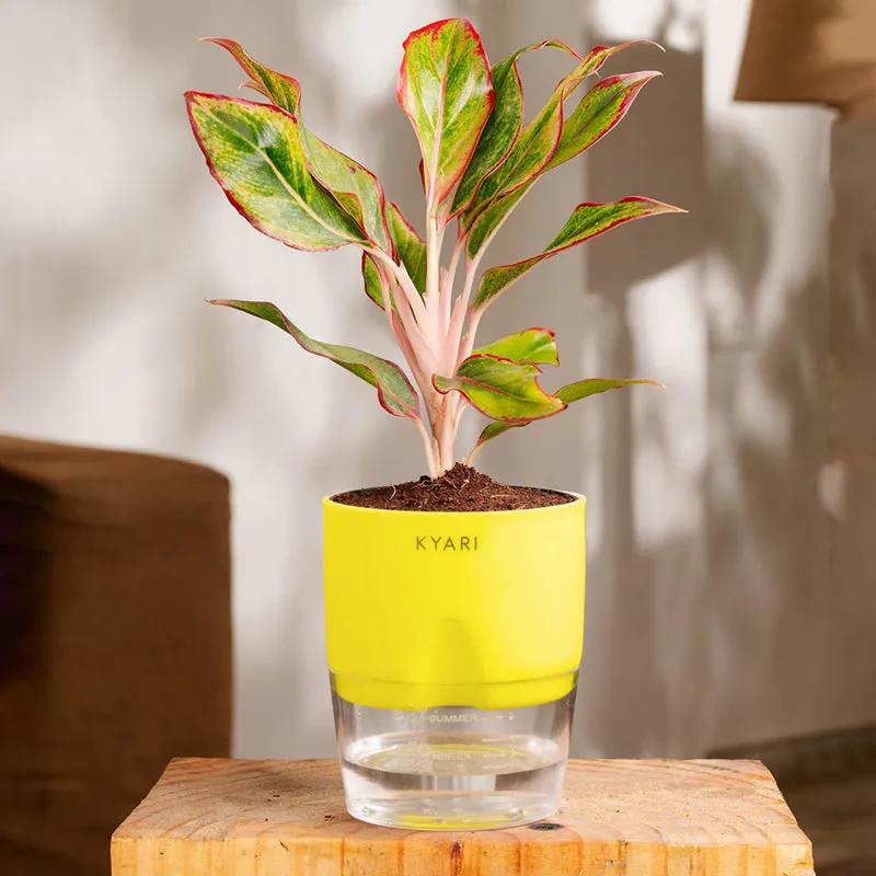 Kyari Aglonema Lipstick With Self Watering Pot - Green media 1