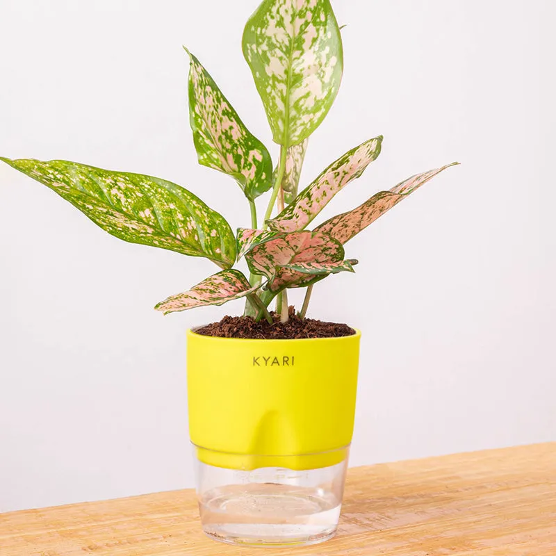 Kyari Agalonema Snow Plant With Self Watering Pot (Yellow) - 18 cm media 5