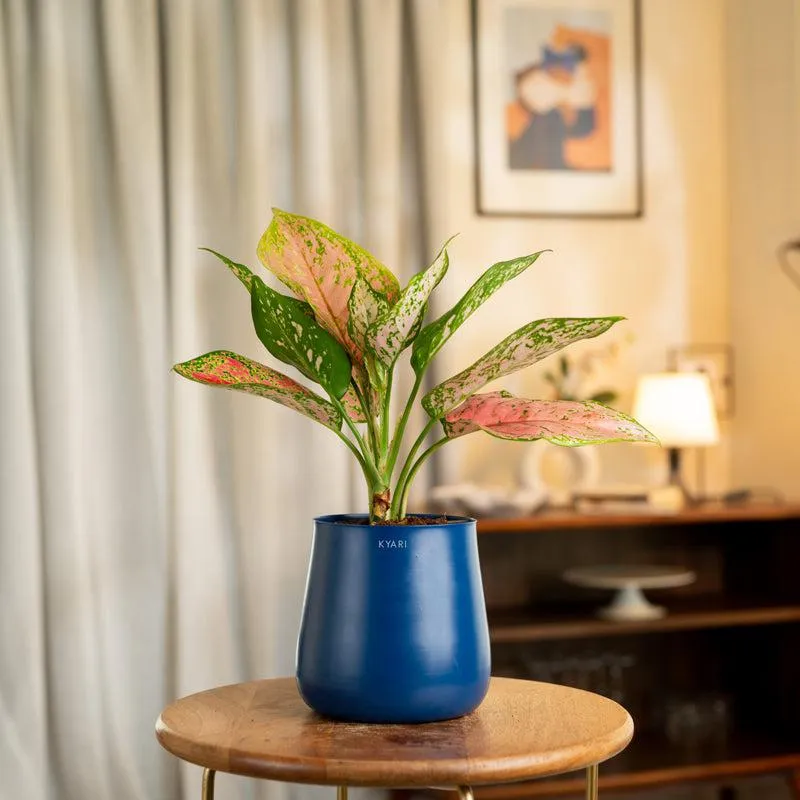 Kyari Aglaonema Valentine Plant With Metal Self Watering Pot - Blue media 1