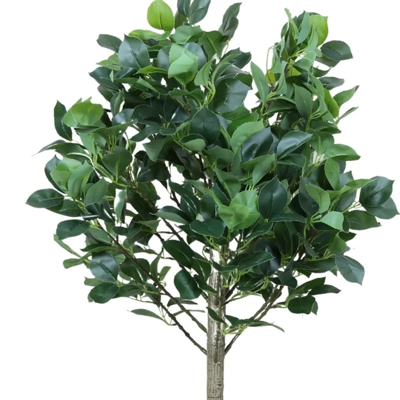 Modern Lush Southern Magnolia Plant without Pot - 4.2 Feet media 6