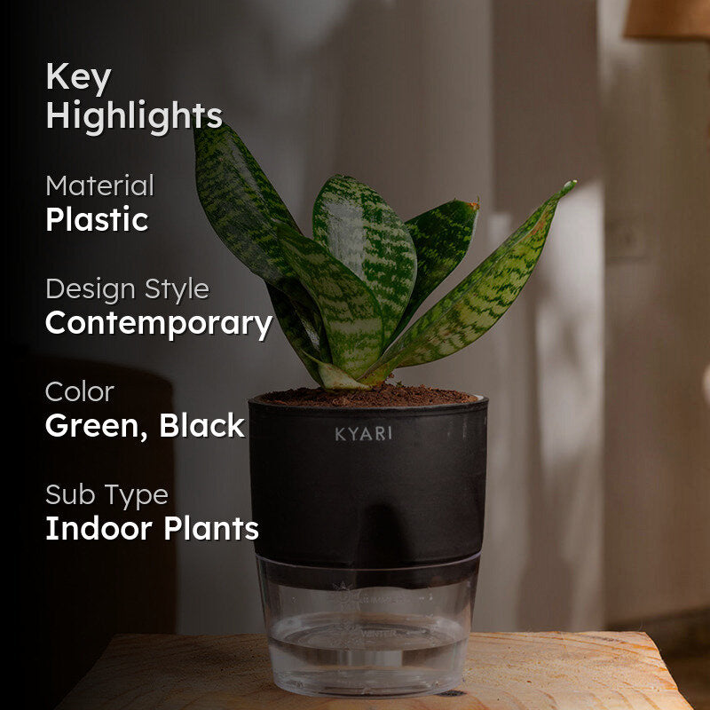 Kyari Sansevieria Snake Plant With Self Watering Pot (Black) - 18 cm media 2
