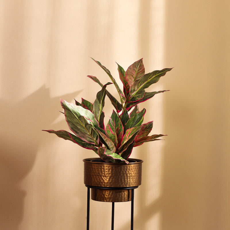 Artificial Realistic Dieffenbachia With Black Plastic Pot - Green