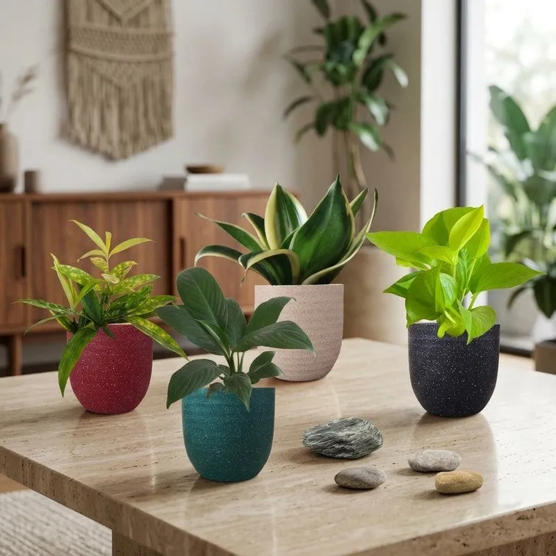 Greenkin Air Purifying Live Plants - Set Of Four media 1