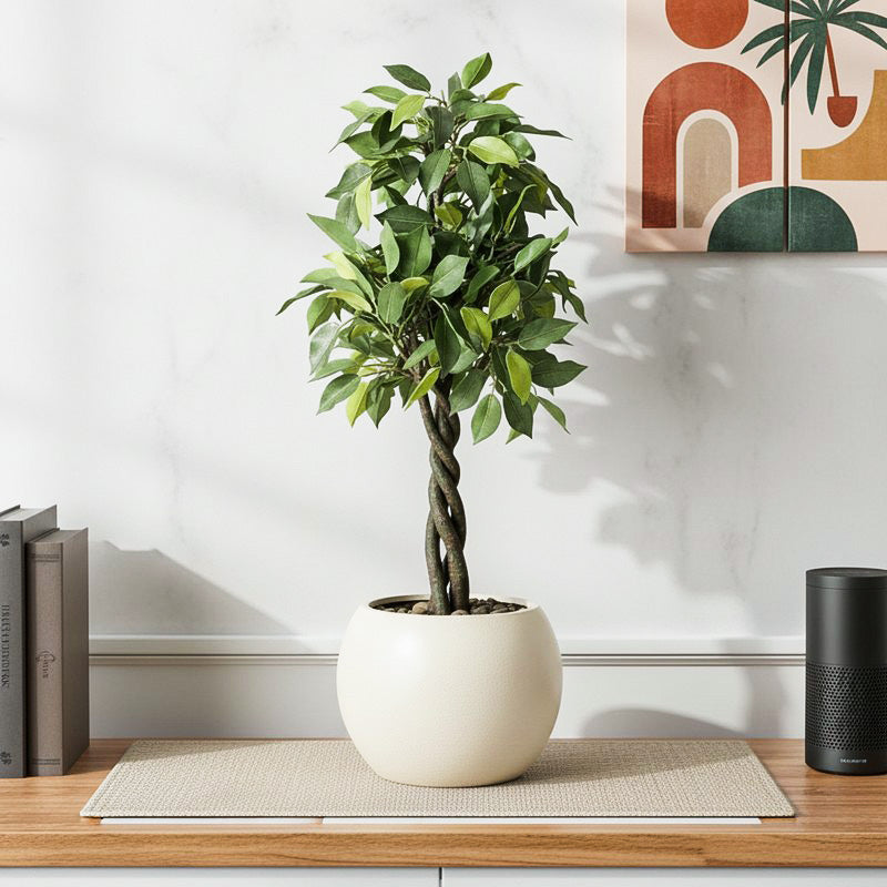 Faux Tall Ficus Bonsai (55 cms) - Green
