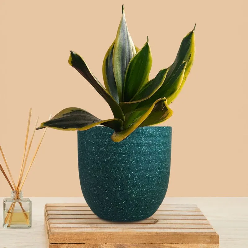 Greenkin Golden Snake Live Plant - Green media 3