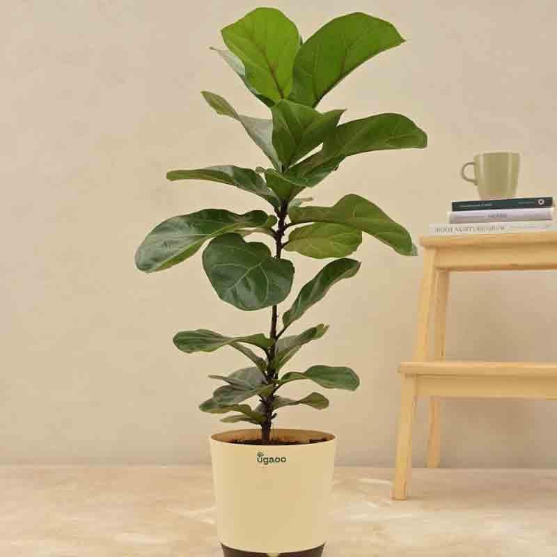 Ugaoo Fiddle Leaf Fig Plant - Bambino (Large) media 4
