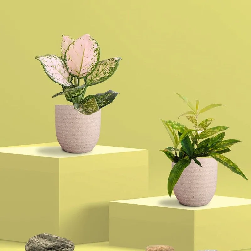 Greenkin Aglaonema Valentine & Bamboo Live Plants (Ivory) - Set Of Two media 3