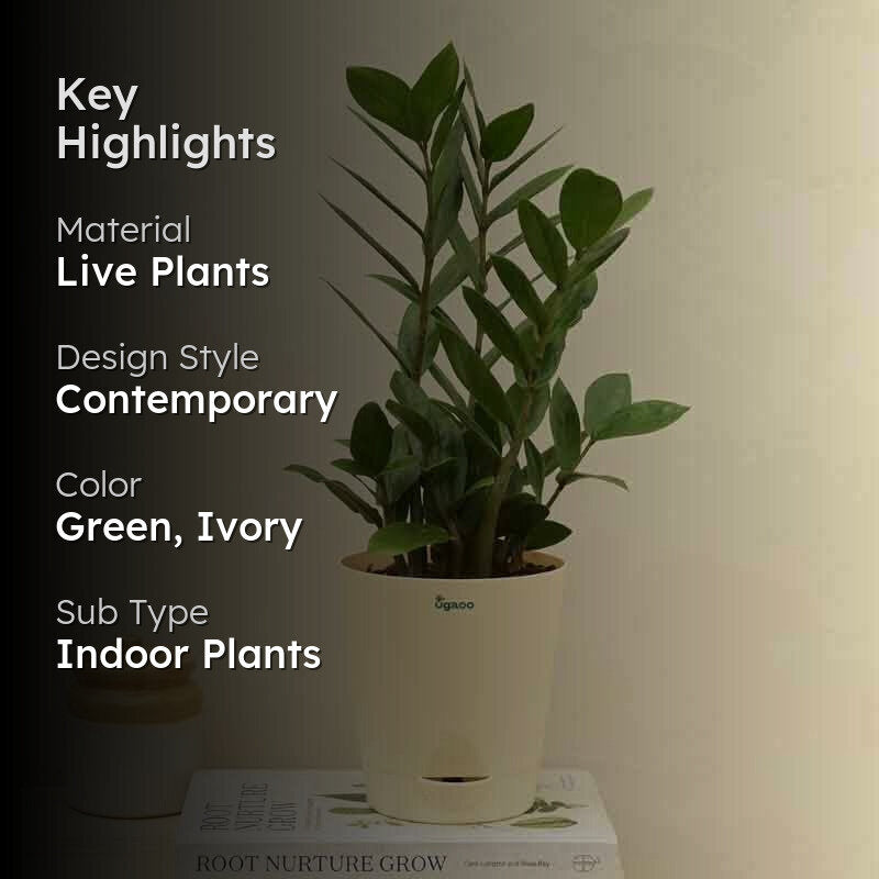 Ugaoo ZZ Plant - Medium media 2