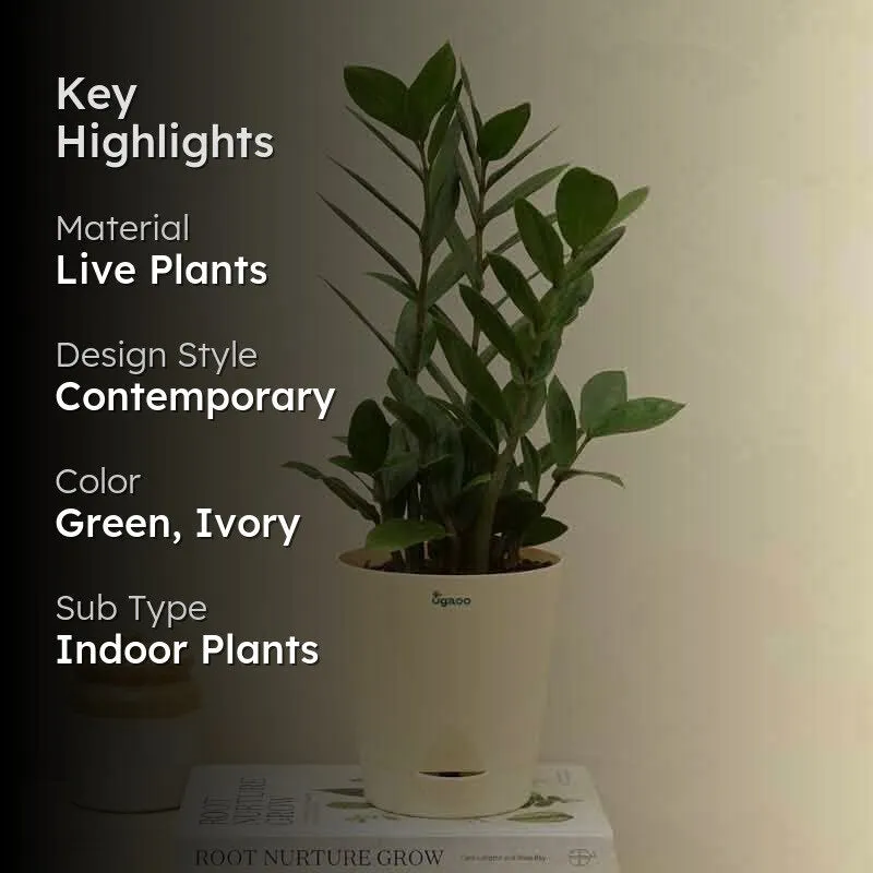 Ugaoo ZZ Plant - Medium media 2