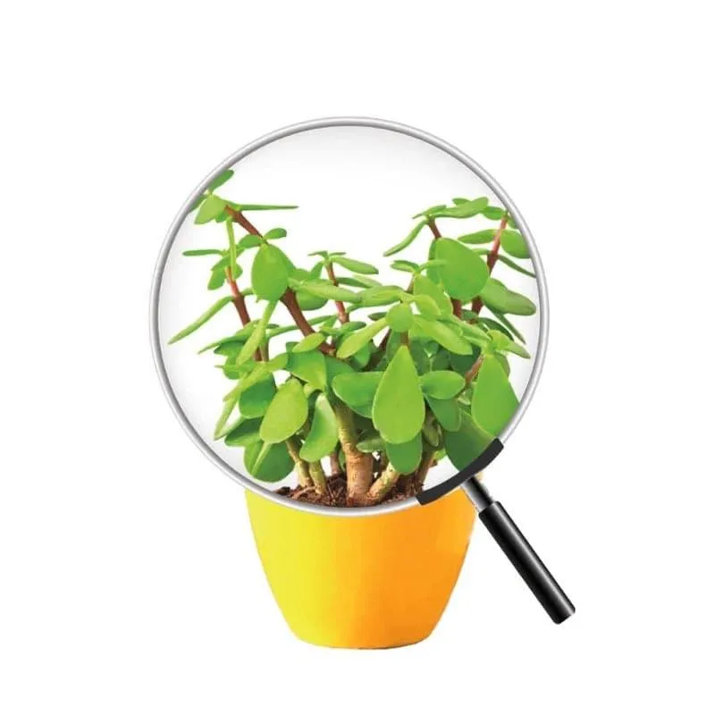 Ugaoo Good Luck Jade Plant With Apple Yellow Ceramic Pot media 5