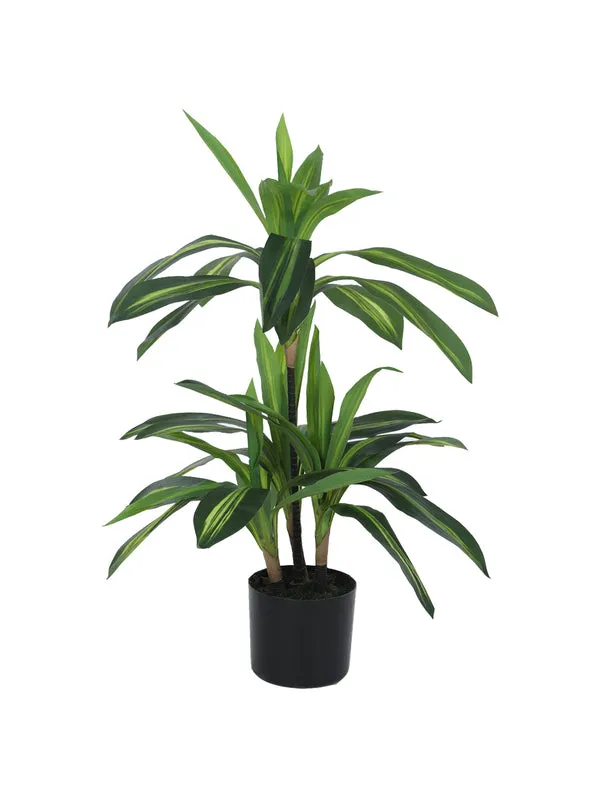 Faux Dracaena Limelight Plant With Black Plastic Pot - 2.95 ft media 4