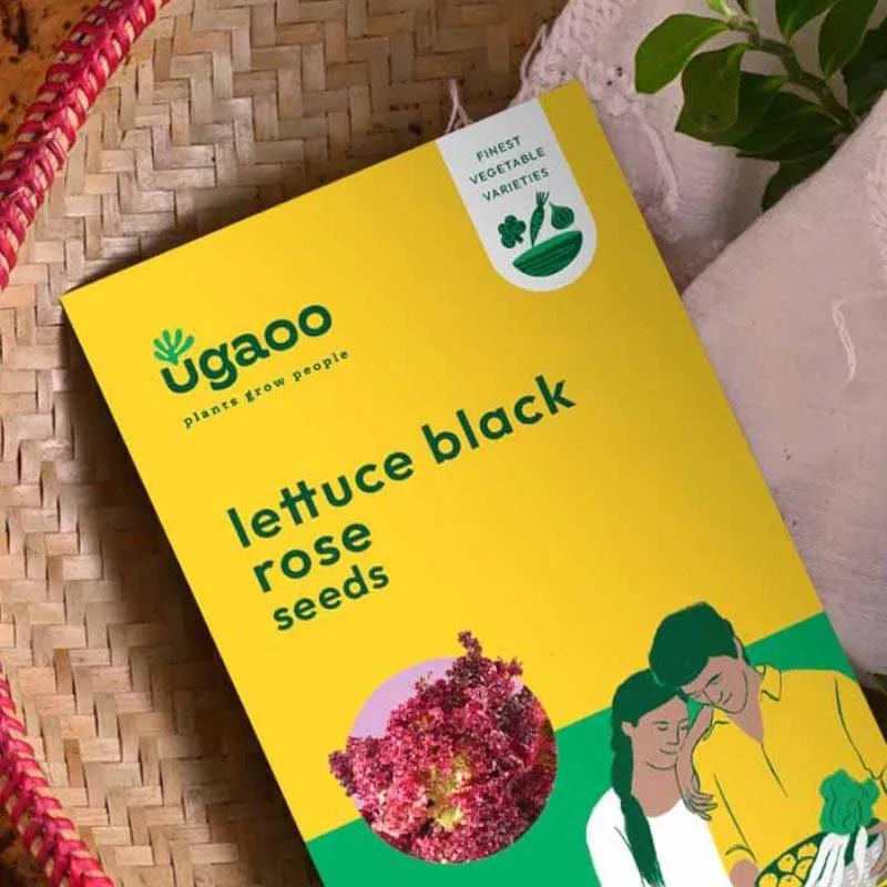 Ugaoo Lettuce Black Rose Seeds media 3