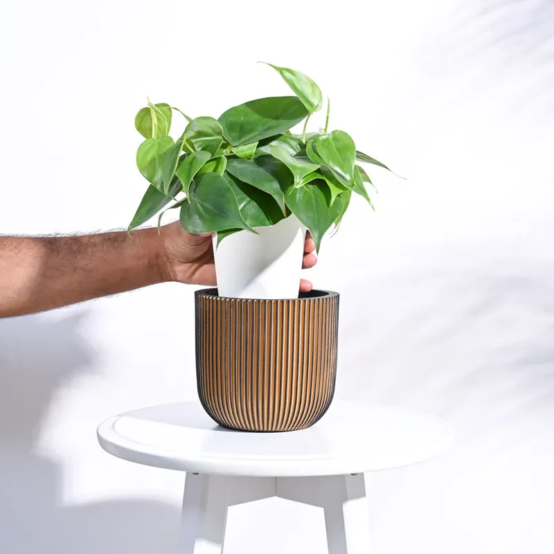 UGAOO Planter Ball Groove- Black Gold media 5