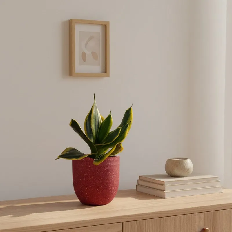 Greenkin Golden Snake Live Plant - Red media 1