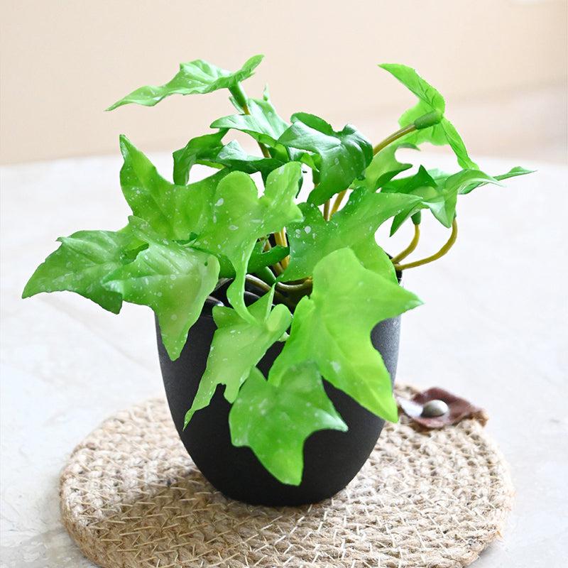 Ivella Artificial Mini Ivy Plant With Basic Black Plastic Pot (Light Green) - 14 cm media 3