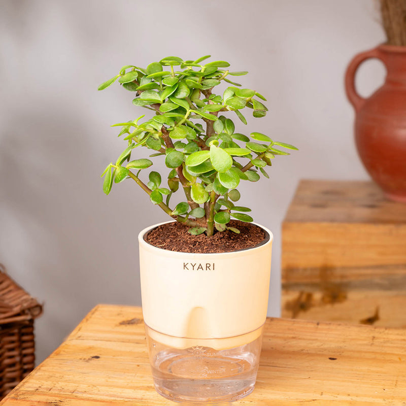 Kyari Jade Plant With Self Watering Pot (Ivory) - 18 cm media 3
