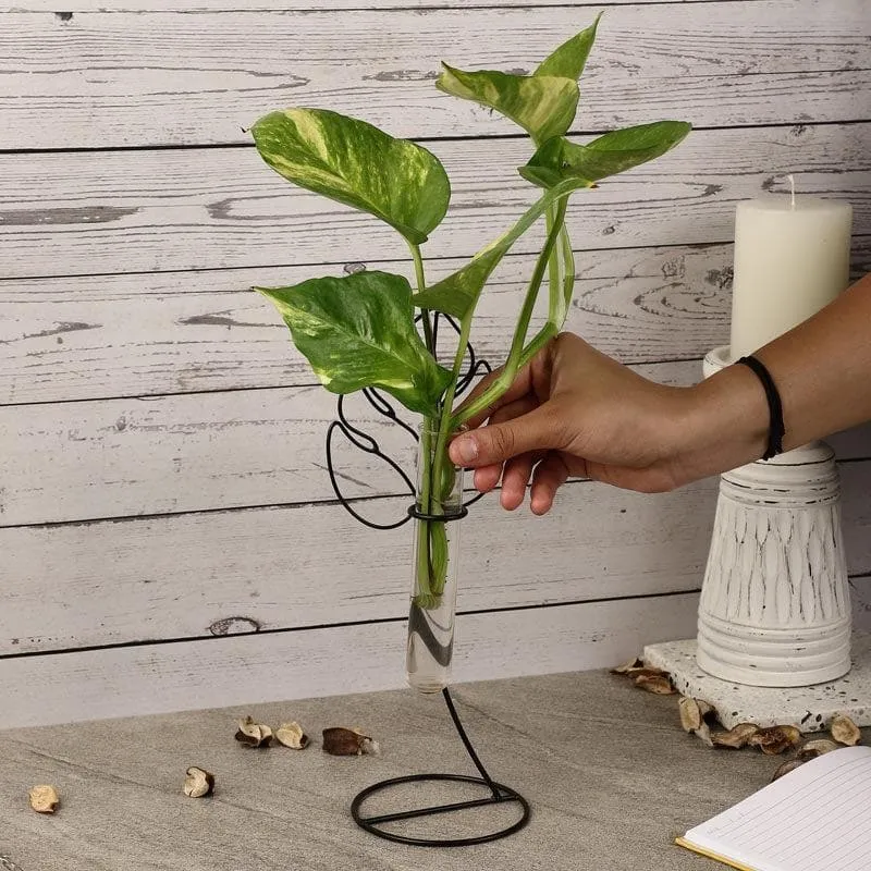 Aspen Testube Planter media 3
