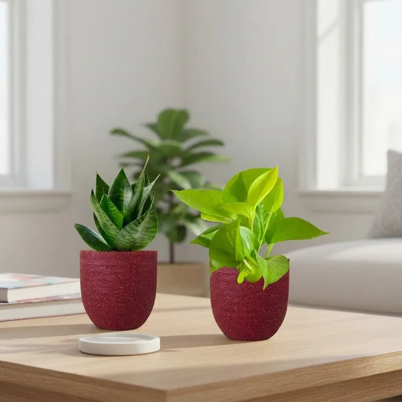 Greenkin Money Plant Golden & Snake Live Plants (Red) - Set Of Two media 1