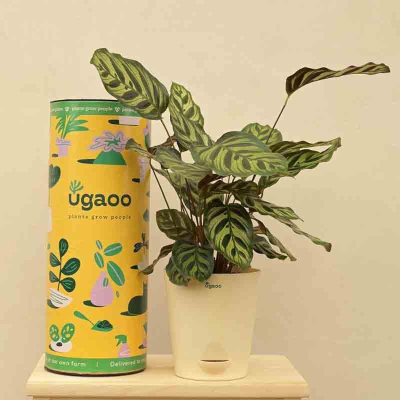 Live Plants