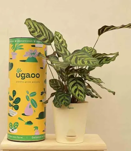 Live Plants