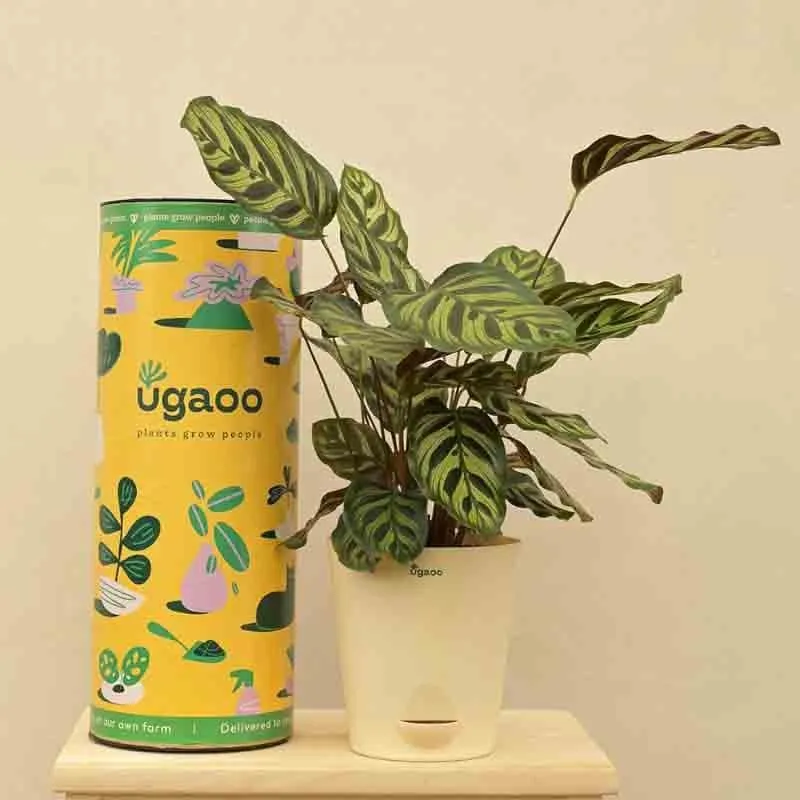 Ugaoo Peacock Plant media 1