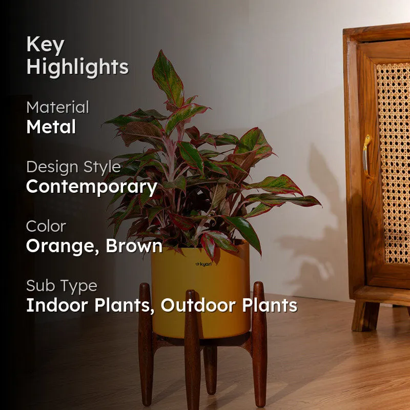 Kyari Aglonema Lipstick Plant With Metal Self Watering Pot (Orange) media 2
