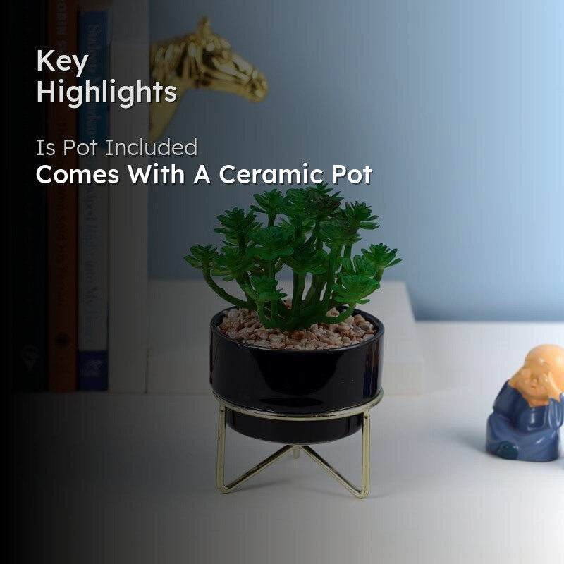 Faux Crassula In Ceramic Pot With Stand - 13.5 cms media 2