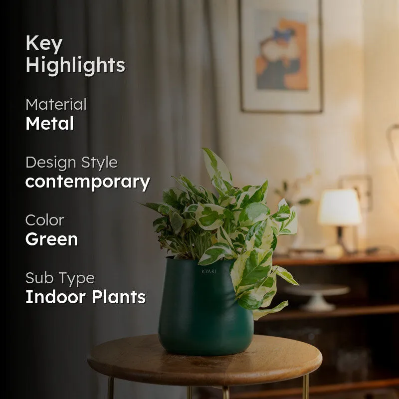Kyari Money Plant With Metal Self Watering Pot - Green media 2
