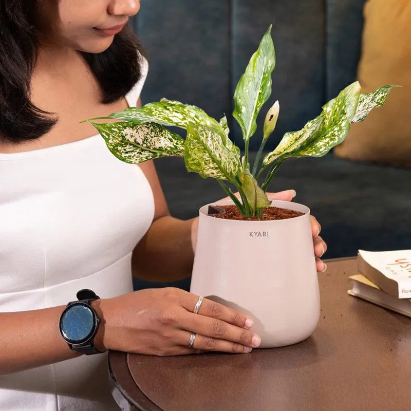 Kyari Aglaonema Snow White Plant With Metal Self Watering Pot - Beige media 4