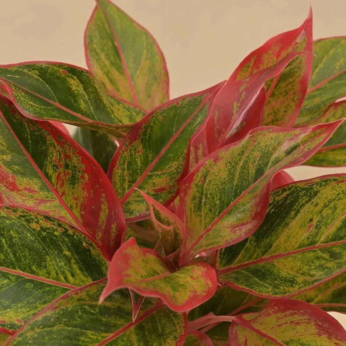 Close-up of green Aglaonema leaves with red and pink edging